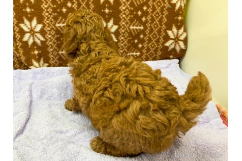 成約済の東京都のトイプードル-146136の6枚目