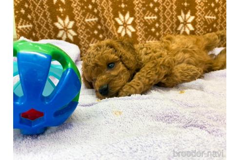 成約済の東京都のトイプードル-146136の4枚目