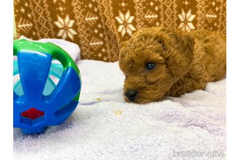 成約済の東京都のトイプードル-146136の2枚目