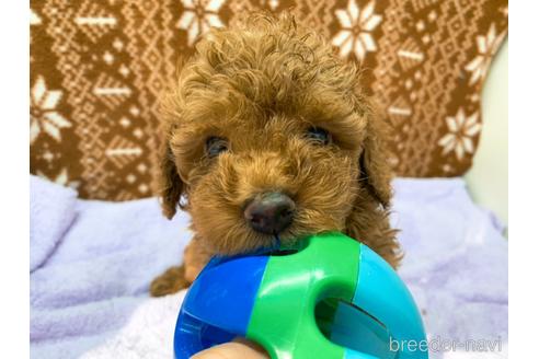 成約済の東京都のトイプードル-146135の1枚目