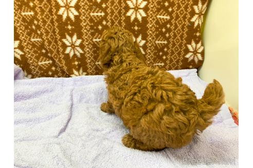 成約済の東京都のトイプードル-146135の5枚目