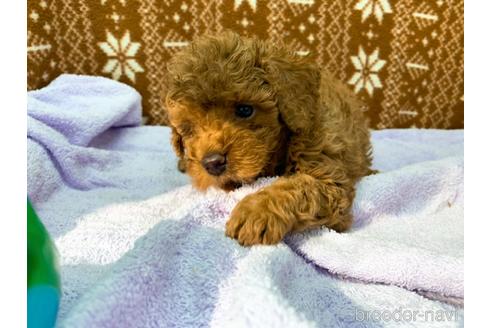 成約済の東京都のトイプードル-146135の4枚目