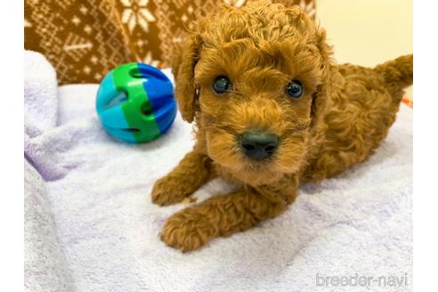 成約済の東京都のトイプードル-146136の1枚目