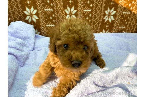 成約済の東京都のトイプードル-146135の3枚目