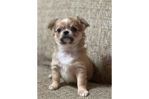 子犬