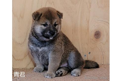 成約済の埼玉県の柴犬-146156の2枚目