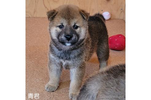 成約済の埼玉県の柴犬-146156の3枚目