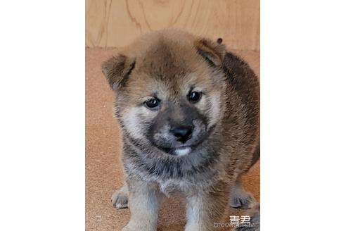 成約済の埼玉県の柴犬-146156