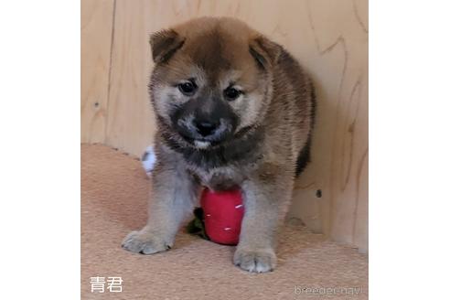 成約済の埼玉県の柴犬-146156の4枚目