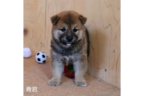 成約済の埼玉県の柴犬-146156の5枚目