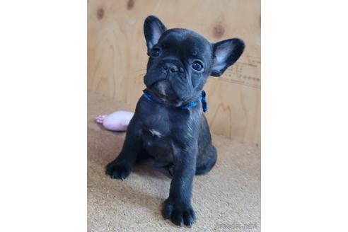 成約済の埼玉県のフレンチブルドッグ-146158の5枚目