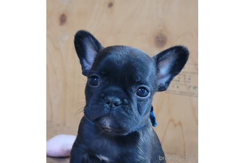 成約済の埼玉県のフレンチブルドッグ-146158の6枚目