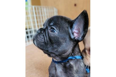 成約済の埼玉県のフレンチブルドッグ-146158の7枚目