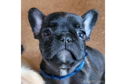 成約済の埼玉県のフレンチブルドッグ-146158の1枚目