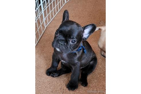 成約済の埼玉県のフレンチブルドッグ-146158の8枚目