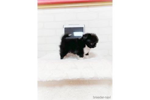 成約済の北海道のミックス犬-142535の12枚目