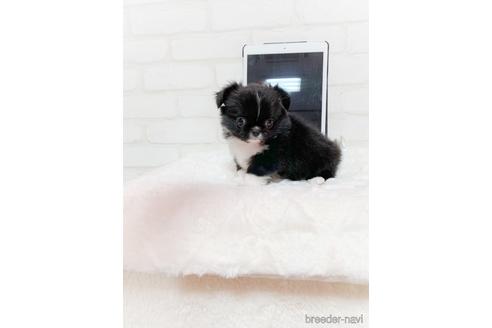 成約済の北海道のミックス犬-142535の6枚目