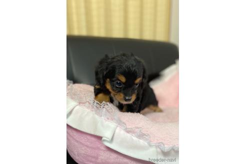 成約済の茨城県のチワプー:チワワ×トイプードル-146180の7枚目