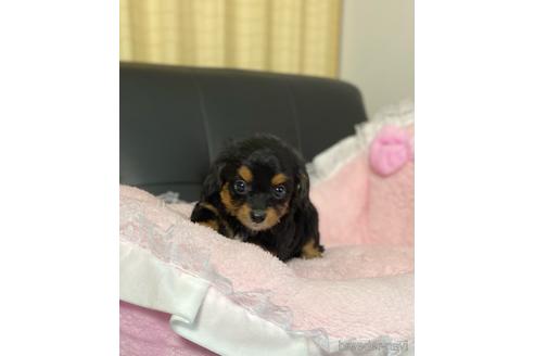 成約済の茨城県のチワプー:チワワ×トイプードル-146180の8枚目