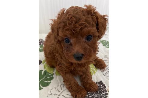 成約済の岡山県のタイニープードル-145101の11枚目