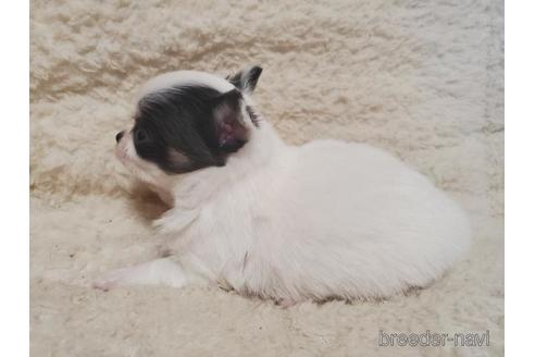 成約済の長崎県のチワワ(ロングコート)-146202の4枚目