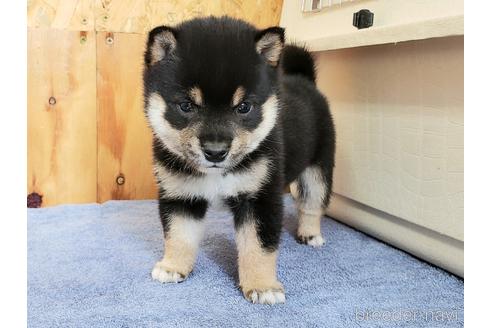 茨城県の豆柴 男の子 21 07 04生まれ 黒色 子犬id ブリーダーナビ 茨城県の豆柴 男の子 21 07 04生まれ 黒色 子犬id ブリーダーナビ