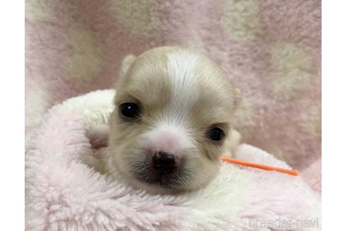 成約済の千葉県のチワワ(ロングコート)-146299の4枚目