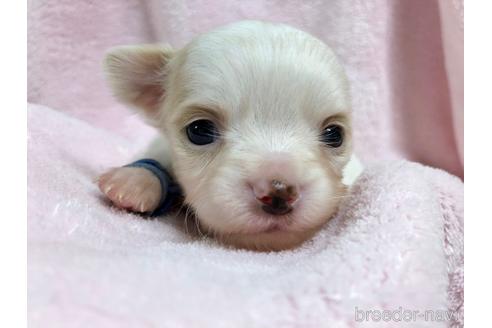 成約済の千葉県のチワワ(ロングコート)-146306の4枚目