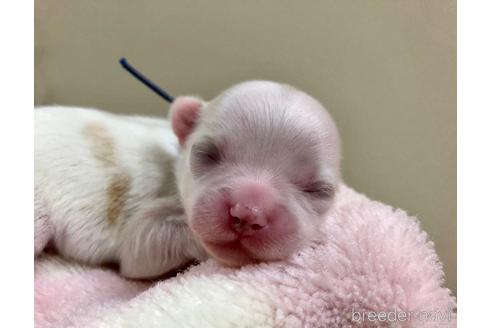 成約済の千葉県のチワワ(ロングコート)-146306の5枚目