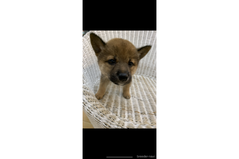 成約済の北海道の柴犬-146273の4枚目