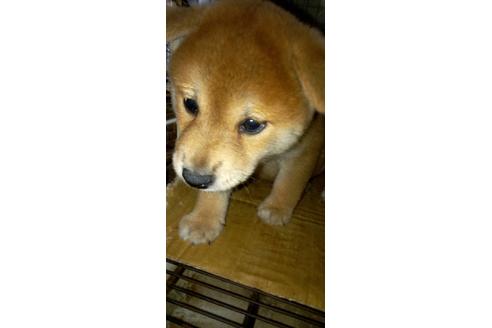 成約済の岐阜県の柴犬-143895の2枚目