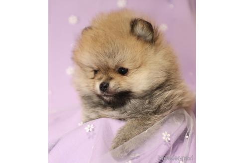 成約済の三重県のポメラニアン-146268の2枚目