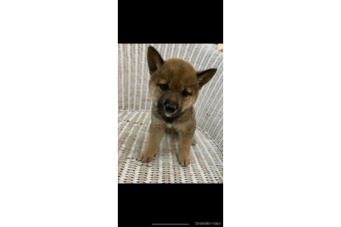 成約済の北海道の柴犬-146273の3枚目