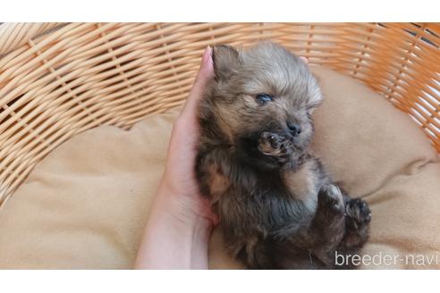 成約済の愛知県のポメラニアン-144736の4枚目