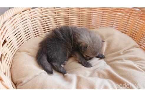 成約済の愛知県のポメラニアン-144736の3枚目