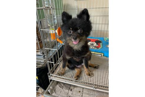 成約済の愛知県のポメラニアン-143552の2枚目