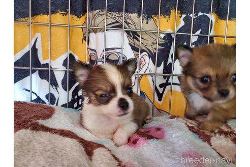 成約済の愛知県のチワワ(ロングコート)-145750の4枚目