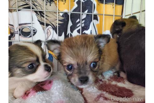 成約済の愛知県のチワワ(ロングコート)-145750の2枚目