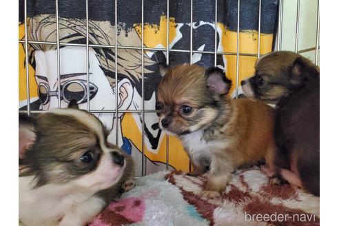 成約済の愛知県のチワワ(ロングコート)-145750の3枚目