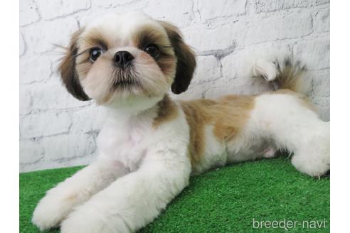 成約済の大阪府のシーズー-140894