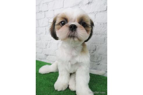 成約済の大阪府のシーズー-140894の6枚目