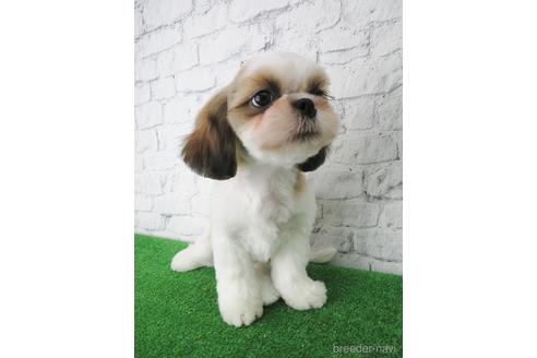 成約済の大阪府のシーズー-140894の5枚目