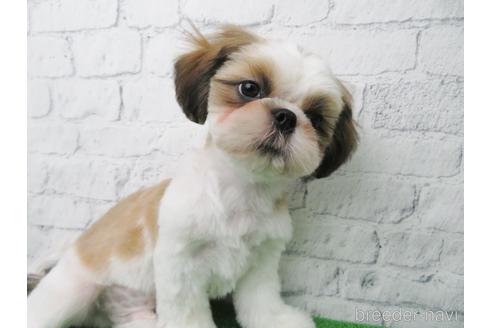 成約済の大阪府のシーズー-140894の4枚目