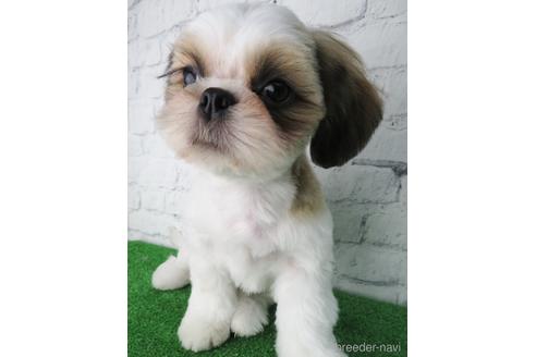 成約済の大阪府のシーズー-140894の3枚目