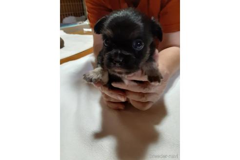 成約済の愛媛県のチワワ(ロングコート)-146335の1枚目