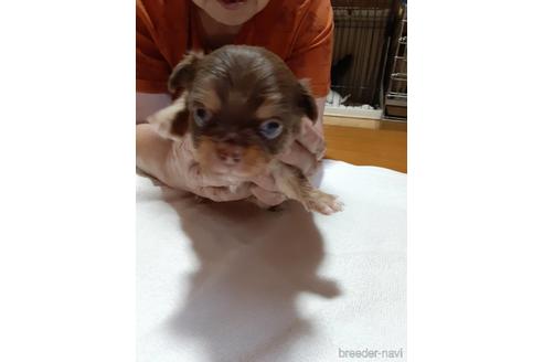 成約済の愛媛県のチワワ(ロングコート)-146338の4枚目