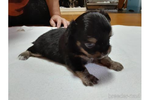 成約済の愛媛県のチワワ(ロングコート)-146341の2枚目