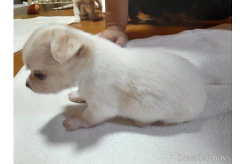 成約済の愛媛県のチワワ(ロングコート)-146343の3枚目