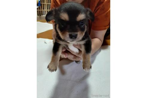 成約済の愛媛県のチワワ(ロングコート)-146348の1枚目