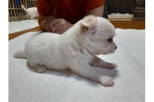 成約済の愛媛県のチワワ(ロングコート)-146350の2枚目